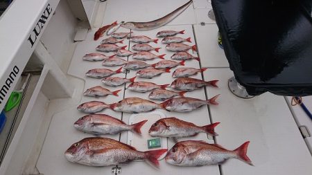 フィッシングボートACE（エース） 釣果