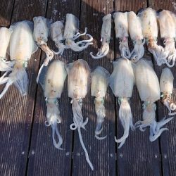 フィッシングボートACE(エース) 釣果