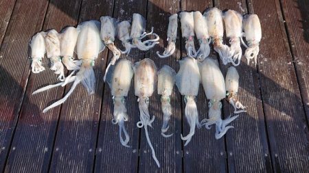 フィッシングボートACE(エース) 釣果