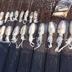 フィッシングボートACE（エース） 釣果