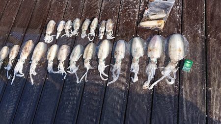 フィッシングボートACE（エース） 釣果