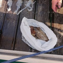 フィッシングボートACE（エース） 釣果