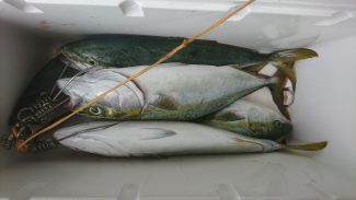 宮川丸 釣果