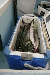 KONAYAーMARU(こなや丸) 釣果