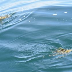 Fisherman Dreams DI 釣果