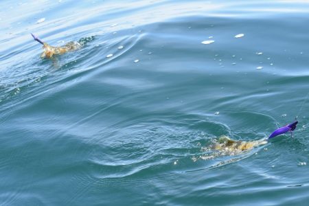 Fisherman Dreams DI 釣果