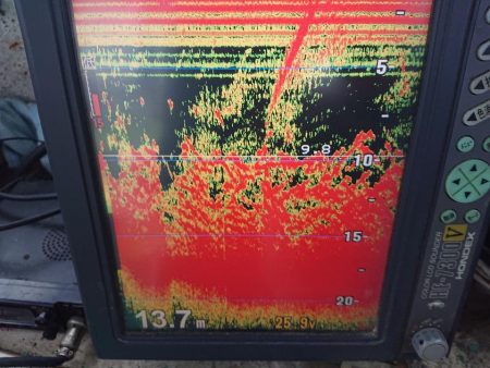 深川 吉野屋 釣果