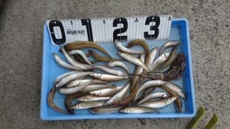 宮川丸 釣果