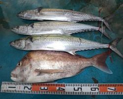 アジアマリンサービス 釣果