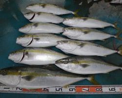 アジアマリンサービス 釣果