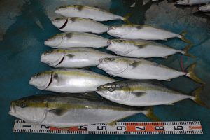 アジアマリンサービス 釣果