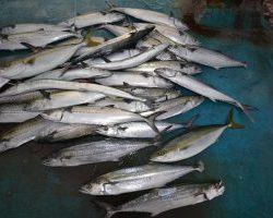 アジアマリンサービス 釣果