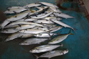 アジアマリンサービス 釣果