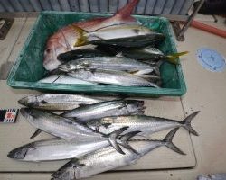 アジアマリンサービス 釣果