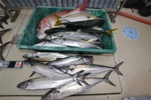 アジアマリンサービス 釣果