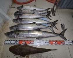 アジアマリンサービス 釣果