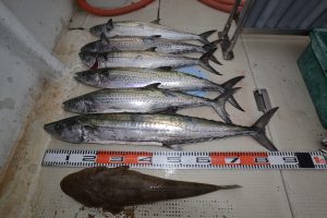 アジアマリンサービス 釣果