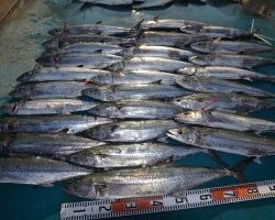 アジアマリンサービス 釣果