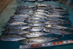 アジアマリンサービス 釣果