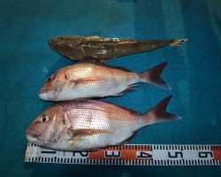 アジアマリンサービス 釣果