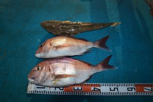 アジアマリンサービス 釣果