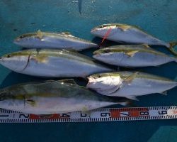 アジアマリンサービス 釣果