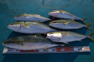 アジアマリンサービス 釣果