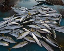 アジアマリンサービス 釣果