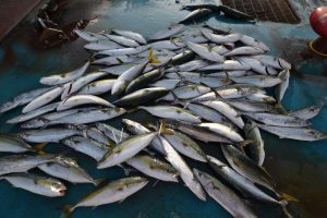 アジアマリンサービス 釣果