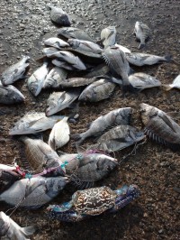 和歌山マリーナシティ釣り公園 釣果