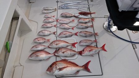 フィッシングボートACE（エース） 釣果