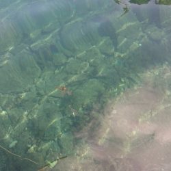 まるいち丸 ZERO-1 釣果