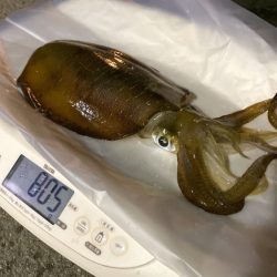 まるいち丸 ZERO-1 釣果