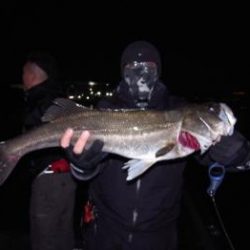 シーマジカル 釣果