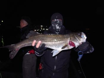 シーマジカル 釣果