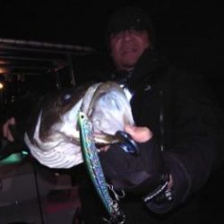 シーマジカル 釣果