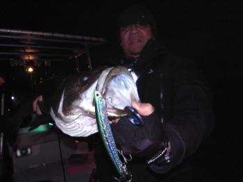 シーマジカル 釣果