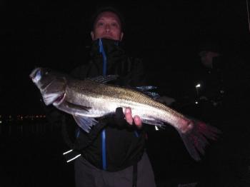 シーマジカル 釣果