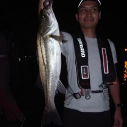 シーマジカル 釣果