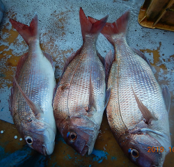 作十丸 釣果