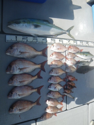 磯部釣船 直栄丸 釣果