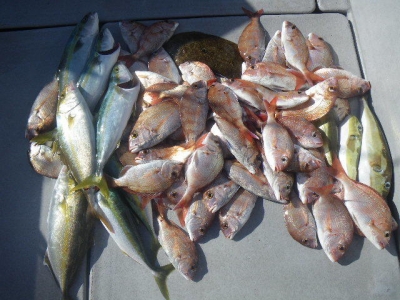 磯部釣船 直栄丸 釣果