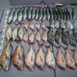 磯部釣船 直栄丸 釣果