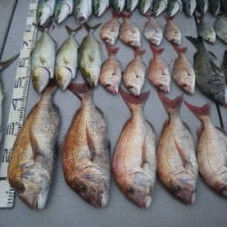 磯部釣船 直栄丸 釣果