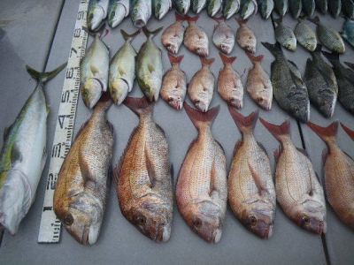 磯部釣船 直栄丸 釣果