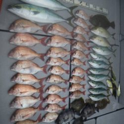 磯部釣船 直栄丸 釣果
