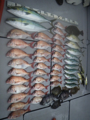 磯部釣船 直栄丸 釣果