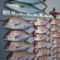 磯部釣船 直栄丸 釣果