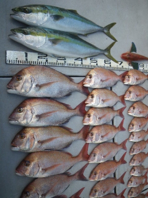 磯部釣船 直栄丸 釣果