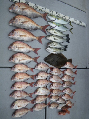 磯部釣船 直栄丸 釣果